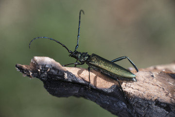 escarabajo oloroso Aromia moschata