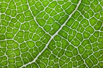 macro structure of green Laurel leaf background