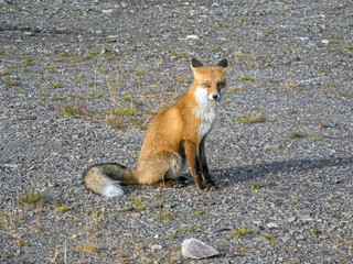 Fuchs/der Fuchs beobachtet