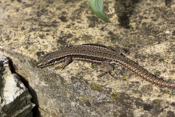 Podarcis muralis, Common wall lizard from Lower Saxony, Germany, Europe