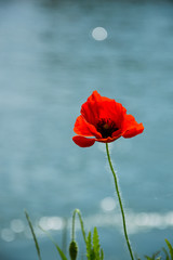 Obraz premium Papavero rosso con boke d'acqua sullo sfondo