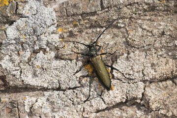 escarabajo oloroso Aromia moschata sobre una corteza