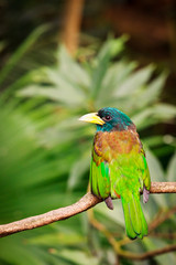 Exotic colorful bird sitting on a branch