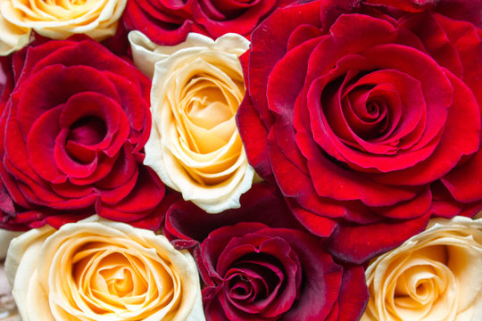 Red and yellow floral roses background