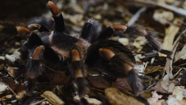 Mexican Redknee Tarantula Brachypelma smithi
