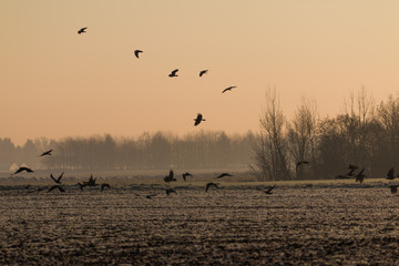 Krähen auf einem Feld