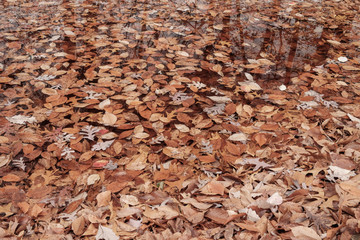 Fallen colorful autumn leaves floating in a small pond in the forest