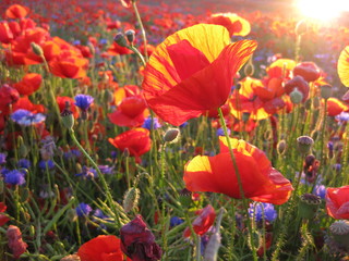 Poppies and cornflowers at sunset
