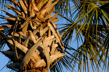 The intricate and detailed bark of a palm tree in the tropics
