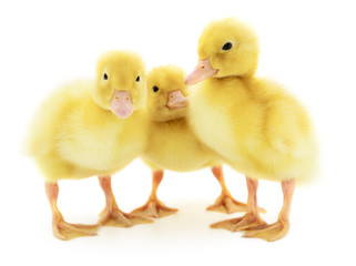 Three yellow ducklings.