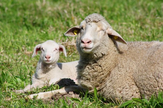 Newborn Lamb with Mother Sheep