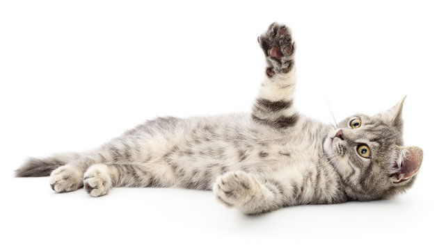 Fototapeta Kitten on a white background