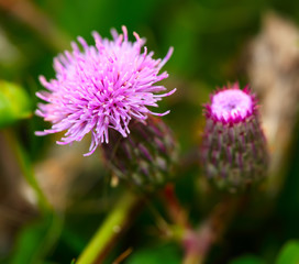 pink milk thistle flower