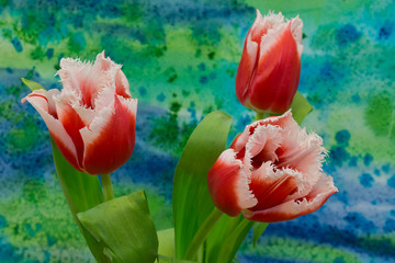 White and red  tulips on the bright background