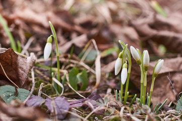 Snowdrops are growing from the ground