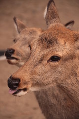 Close Up view of two deers in Nara