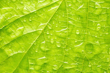 Green leaf with drops of water