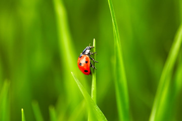 Obraz premium Ladybug on green grass