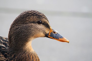 Duck head close up