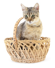 Fototapeta na wymiar Isolated cat in basket.