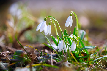 Spring snowdrop flowers blooming in sunny day