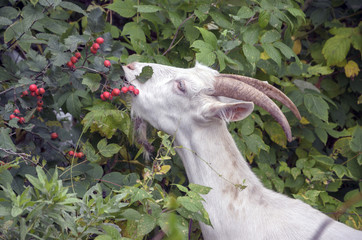 White goat eating red berries