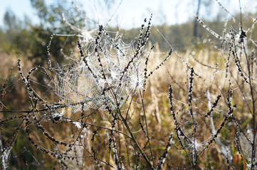 Autumn grass with spiderweb