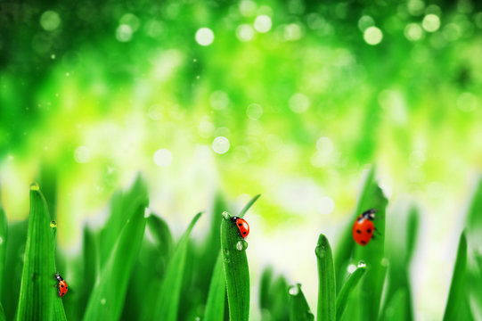 ladybugs on grass