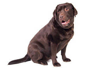 Labrador