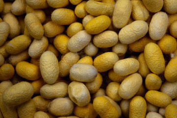 spinning silk form cocoon 