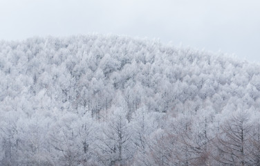 Trees with snow mountain