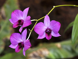 Branch of a pink orchid