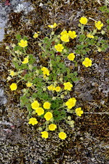 Spring Cinquefoil  Potentilla tabernaemontani