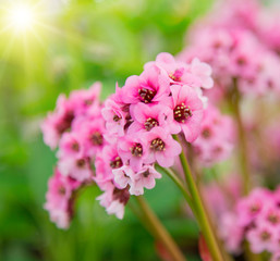 Beautiful colorful flower, close-up.
