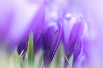 Fleur de crocus avec un DOF peu profond au printemps. Belle et créative composition d& 39 un groupe de fleurs de crocus violets avec mise au point sélective et arrière-plan diffus au printemps.