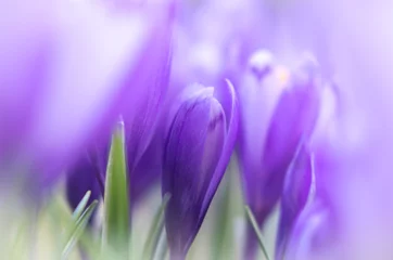 Fotobehang Krokussen Crocus bloem met ondiepe DOF van veld in de lente. Mooie en creatieve compositie van een groep paarse krokusbloemen met selectieve focus en diffuse achtergrond in het voorjaar.