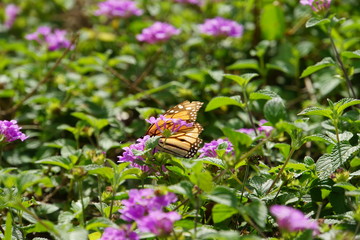 Danaus plexippus - Monarchfalter auf Madeira
