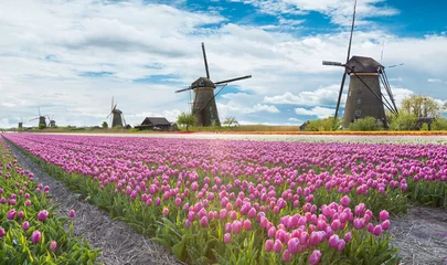 Fotobehang Molen met tulpenveld in Holland © Lukas Gojda