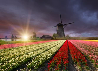 Fotobehang Windmill with tulip field in Holland © Lukas Gojda