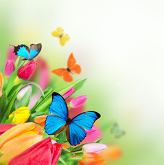 Beautiful tulips bouquet with butterflies