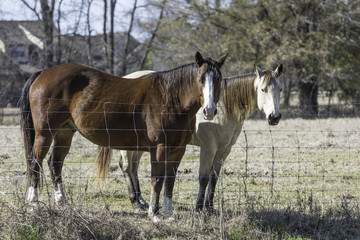 Obraz na płótnie Canvas Two horses standing at fence line