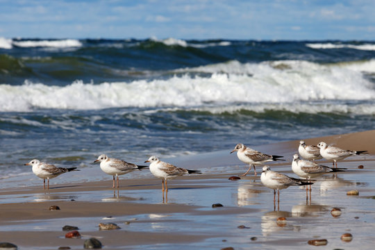 gulls looking for storm.