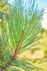 a branch of pine needles