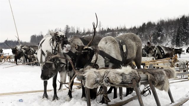 Sled of reindeers on the Yamal Peninsula