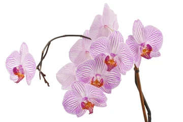 Fotobehang Orchidee Roze gestreepte orchideebloem.