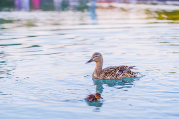 Duck and baby duckling