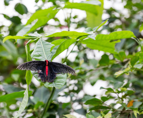 Exotischer, grosser Schmetterling 