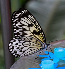 Exotischer, grosser Schmetterling 