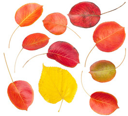Fototapeta premium Set of colorful autumn leaves