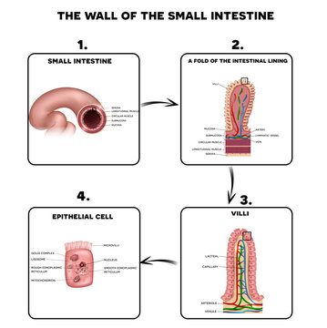 Small intestine wall anatomy, a fold of the intestinal lining, villi and epithelial cell with microvilli detailed illustrations.